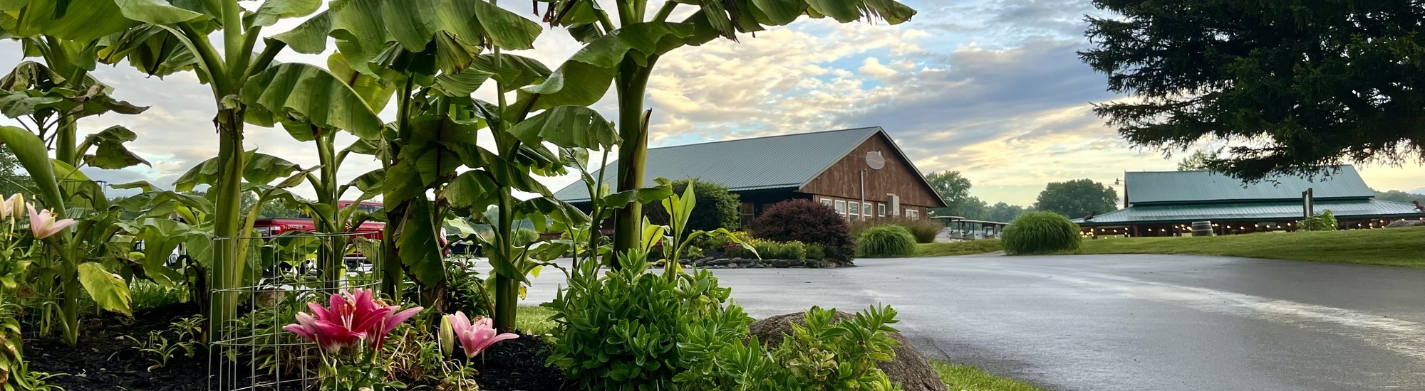A lush garden with banana plants and blooming pink flowers is in the foreground, with a wooden barn and another building in the background under a partly cloudy sky. The ground is wet, suggesting recent rain.